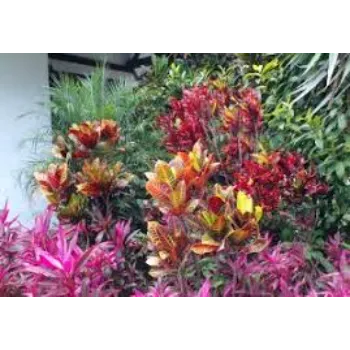 Natural Croton Plant